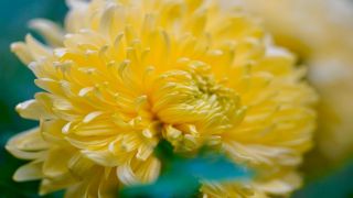 2025年のきく・切り花価格動向と都市別特徴：平均270.9円の背景とは