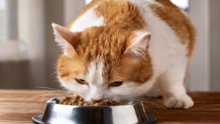 キャットフード価格の地域差と市場動向：健康志向が需要を牽引
