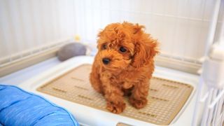 ペットトイレ用品の価格動向と都市別の傾向：地域差と上昇要因を解説