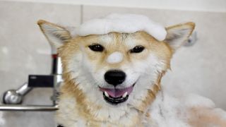 ペット美容院代の全国動向と地域別の特徴：価格上昇の理由を徹底解説