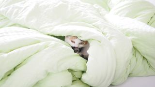 住宅の種類別に見る布団支出の違いと傾向：物価高の影響と今後の見通し