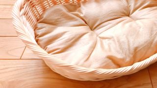 【2025年版】ペット用品支出ランキング｜都市別支出と回数の傾向分析