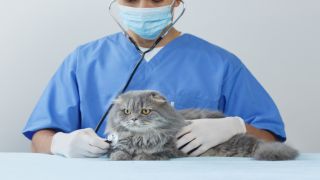 【動物病院代ランキング2025】都市別支出と通院傾向を徹底分析