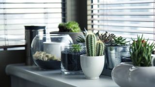 【園芸用植物の都市別支出】富山市が全国トップの背景とは？