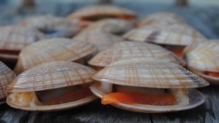 アサリの世帯支出ランキング：都市別の消費動向と地域差を解説